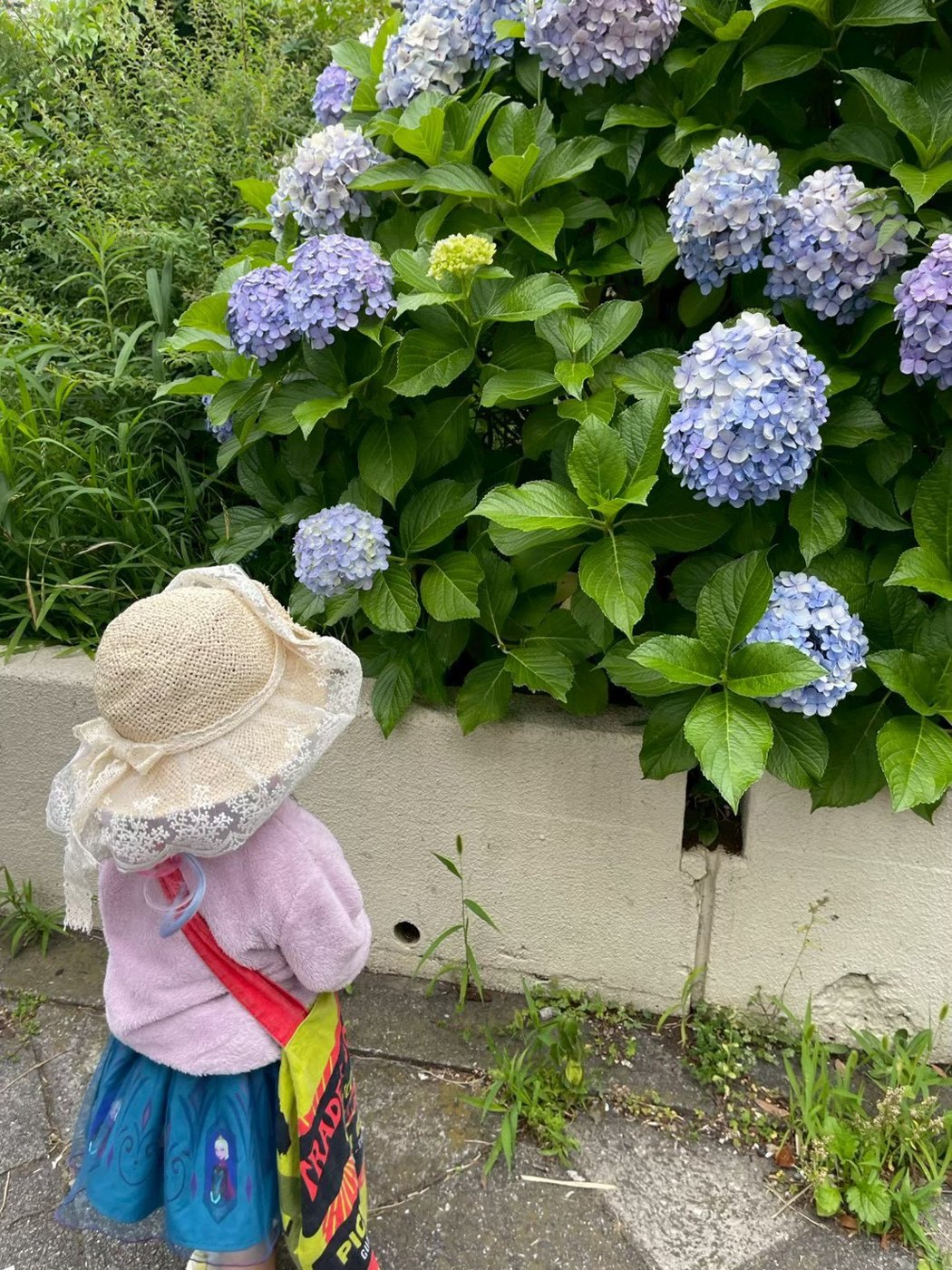 お散歩の途中、あじさいの花を眺めるお子さま